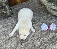 Willow , a female Shiba Inu for sale in Mammoth Spring, AR – 3 of 4