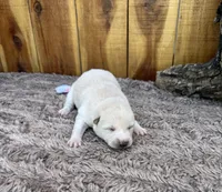 Willow , a female Shiba Inu for sale in Mammoth Spring, AR – 2 of 4