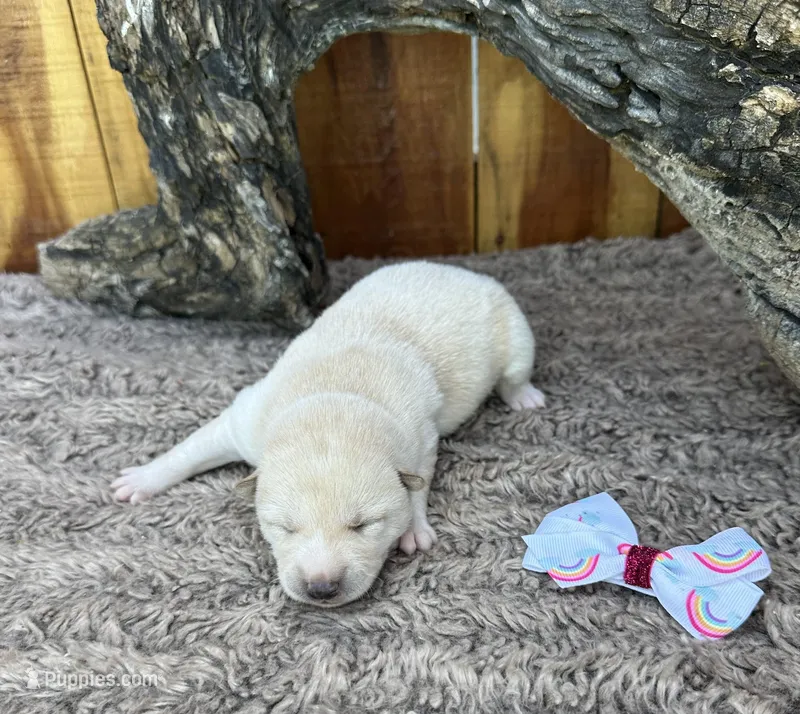 Willow  – Shiba Inu puppy for sale in Mammoth Spring, AR