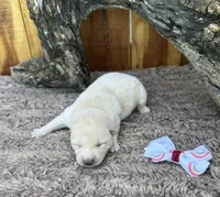 Willow , a female Shiba Inu for sale in Mammoth Spring, AR – 1 of 4
