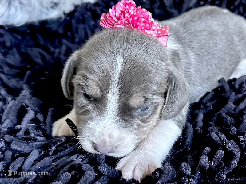 Cinderella – Beagle puppy for sale in Mammoth Spring, AR