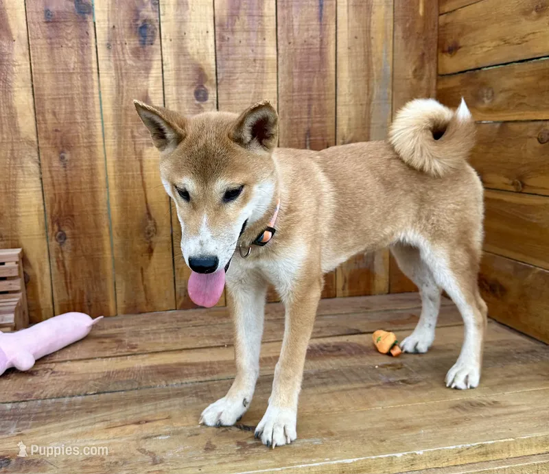 Koda – Shiba Inu puppy for sale in Mammoth Spring, AR