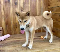 Koda, a male Shiba Inu for sale in Mammoth Spring, AR – 1 of 9