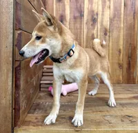 Koda, a male Shiba Inu for sale in Mammoth Spring, AR – 6 of 9