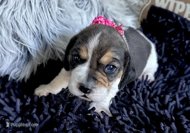 Jasmine  – Beagle puppy for sale in Mammoth Spring, AR