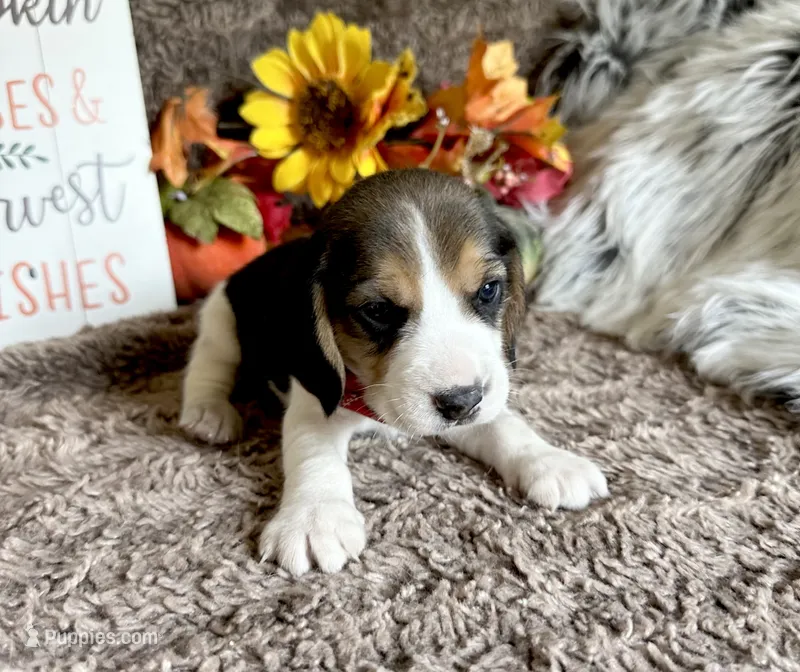 Scooby – Beagle puppy for sale in Mammoth Spring, AR
