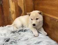 Echo, a male Shiba Inu for sale in Mammoth Spring, AR – 2 of 7