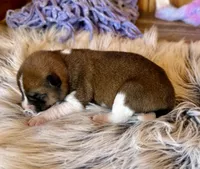 Canyon, a male Shiba Inu for sale in Mammoth Spring, AR – Photo 3 of 6