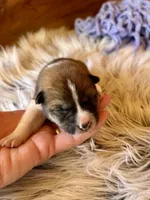 Canyon, a male Shiba Inu for sale in Mammoth Spring, AR – Photo 2 of 6