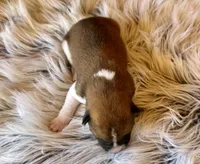 Canyon, a male Shiba Inu for sale in Mammoth Spring, AR – Photo 5 of 6