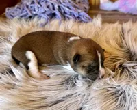 Canyon, a male Shiba Inu for sale in Mammoth Spring, AR – Photo 4 of 6