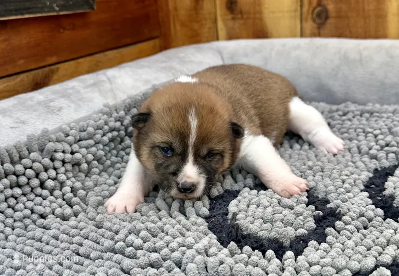 Canyon – Shiba Inu puppy for sale in Mammoth Spring, AR