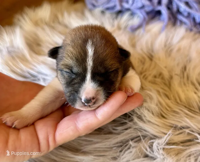 Canyon – Shiba Inu puppy for sale in Mammoth Spring, AR