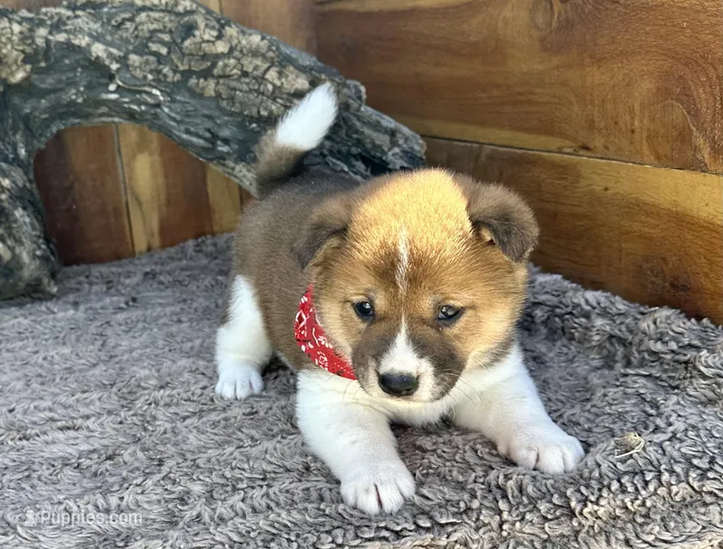 Canyon – Shiba Inu puppy for sale in Mammoth Spring, AR