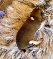 Canyon, a male Shiba Inu for sale in Mammoth Spring, AR – Photo 6 of 6