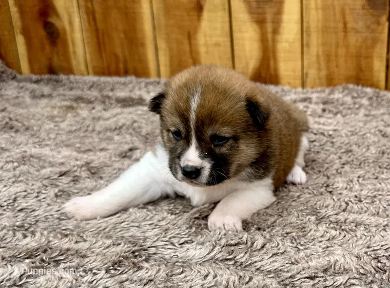 Canyon – Shiba Inu puppy for sale in Mammoth Spring, AR