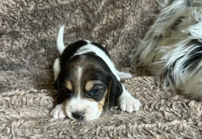 Mickey – Beagle puppy for sale in Mammoth Spring, AR