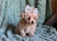 Milo, a male Maltipoo for sale in Mammoth Spring, AR – 4 of 7