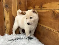 Echo, a male Shiba Inu for sale in Mammoth Spring, AR – 5 of 7