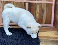Flick, a male Shiba Inu for sale in Mammoth Spring, AR – 9 of 9