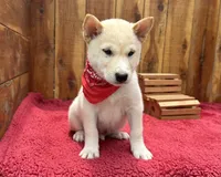Echo, a male Shiba Inu for sale in Mammoth Spring, AR – 7 of 7