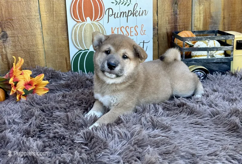 Brilynn – Shiba Inu puppy for sale in Mammoth Spring, AR