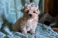 Milo, a male Maltipoo for sale in Mammoth Spring, AR – 3 of 7