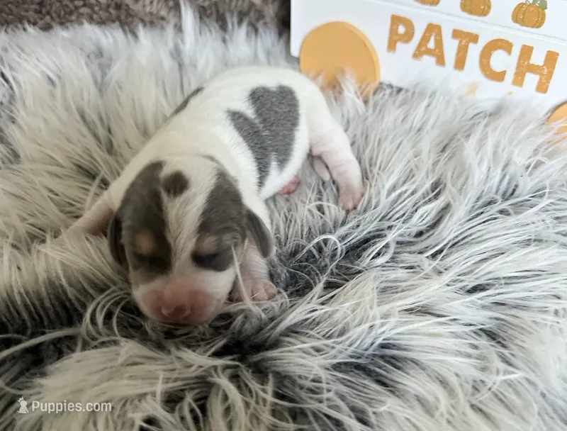 Paisley  – Beagle puppy for sale in Mammoth Spring, AR