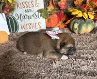 Brilynn, a female Shiba Inu for sale in Mammoth Spring, AR – 2 of 3