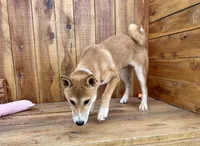 Koda, a male Shiba Inu for sale in Mammoth Spring, AR – 7 of 9