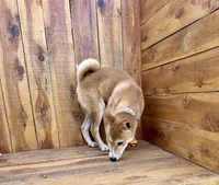Koda, a male Shiba Inu for sale in Mammoth Spring, AR – 8 of 9