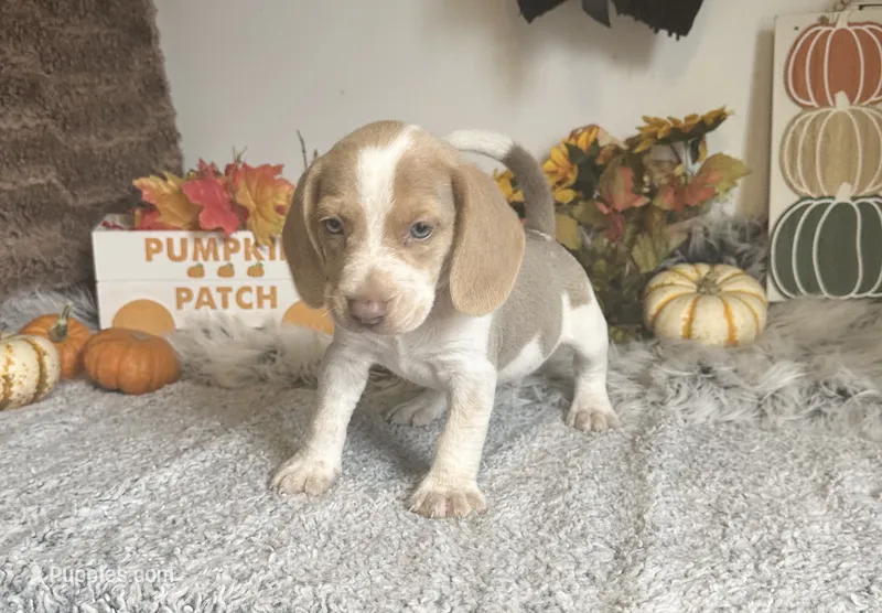 Staton – Beagle puppy for sale in Mammoth Spring, AR