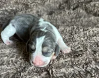 Prince Eric, a male Beagle for sale in Mammoth Spring, AR – 3 of 6