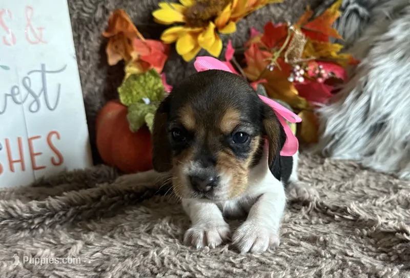 Shay – Beagle puppy for sale in Mammoth Spring, AR