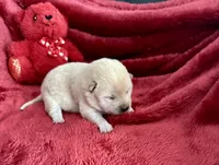 processed/9dd07f46-76e5-41bd-82ce-4d5454d90aef/listing/a4d3d8e9-b9c9-4346-8d96-aedc46acbe2f/2a15e452-9033-4458-9026-704634dbd257