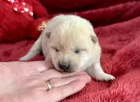 processed/9dd07f46-76e5-41bd-82ce-4d5454d90aef/listing/a4d3d8e9-b9c9-4346-8d96-aedc46acbe2f/31d0db0e-ea0e-42e0-b4cd-213da06357e2