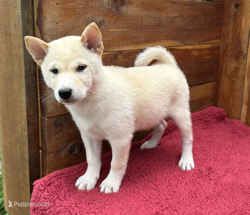 Echo – Shiba Inu puppy for sale in Mammoth Spring, AR