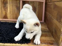 Flick, a male Shiba Inu for sale in Mammoth Spring, AR – 7 of 9