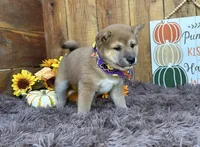 Brilynn, a female Shiba Inu for sale in Mammoth Spring, AR – 6 of 6