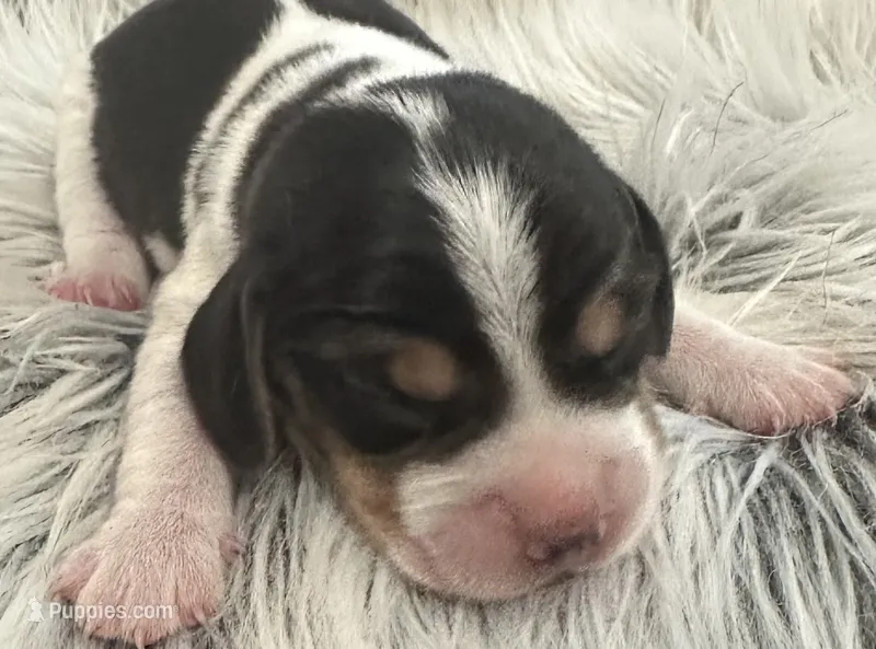 Mickey – Beagle puppy for sale in Mammoth Spring, AR
