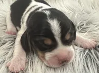 Mickey, a male Beagle for sale in Mammoth Spring, AR – 1 of 5