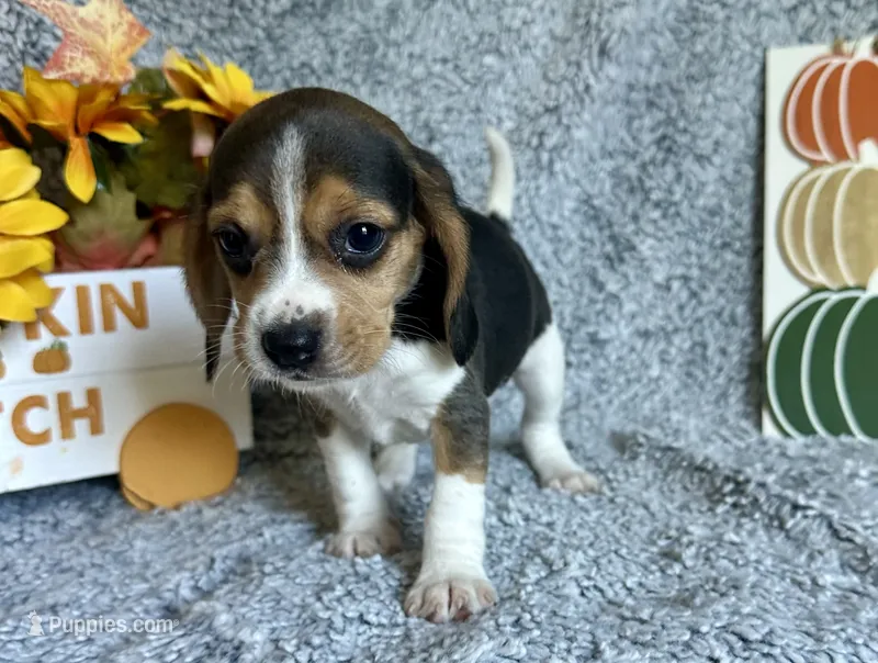 Tinkerbell  – Beagle puppy for sale in Mammoth Spring, AR