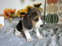 Shiloh , a male Beagle for sale in Mammoth Spring, AR – 2 of 4