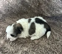 Aubrey , a female Mal Shi for sale in Mammoth Spring, AR – 2 of 8