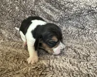Leif, a male Beagle for sale in Mammoth Spring, AR – 3 of 7