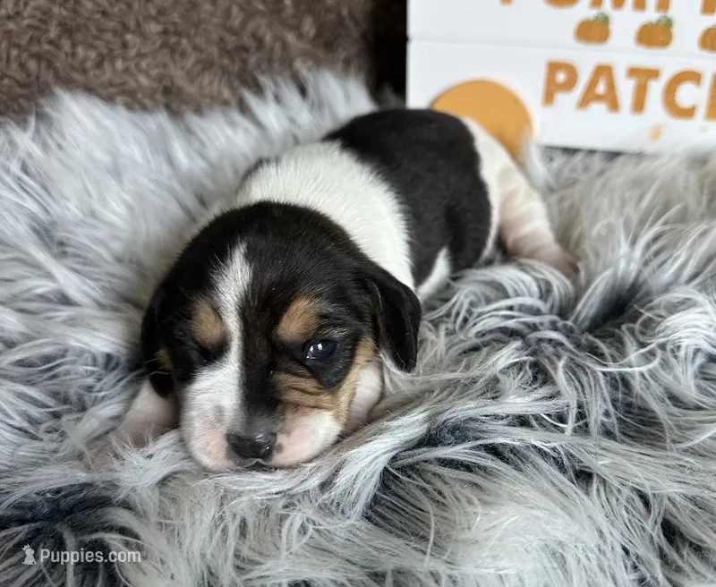 Jasmine  – Beagle puppy for sale in Mammoth Spring, AR