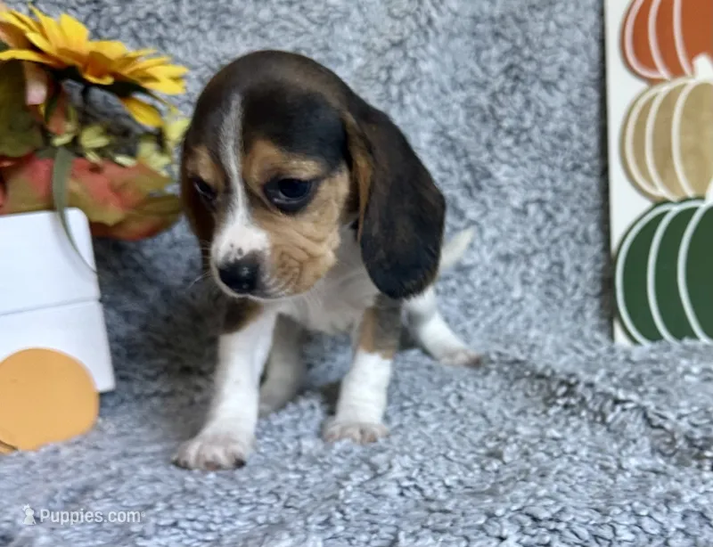 Tinkerbell  – Beagle puppy for sale in Mammoth Spring, AR