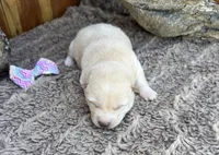 Sky, a female Shiba Inu for sale in Mammoth Spring, AR – 2 of 5