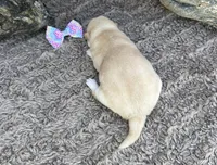Sky, a female Shiba Inu for sale in Mammoth Spring, AR – 4 of 5