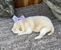 Sky, a female Shiba Inu for sale in Mammoth Spring, AR – 3 of 5